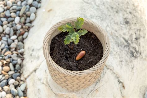 How To Plant An Oak Tree Sapling - South Asian Research Publishing ...