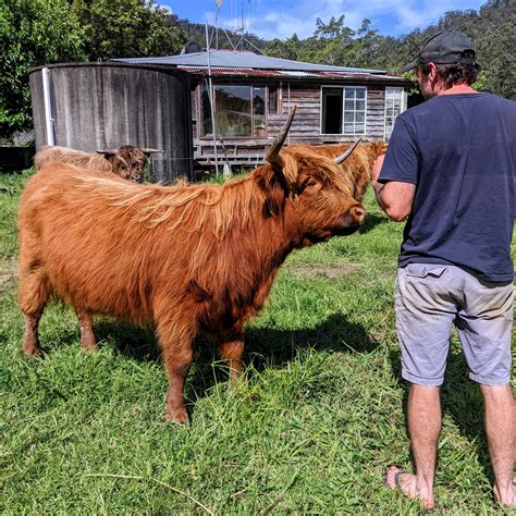 Miniature Highlands - Why and Why Not! — Koolah Creek Highland Cattle