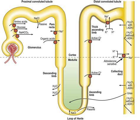 Distal Convoluted Tubule Diagram