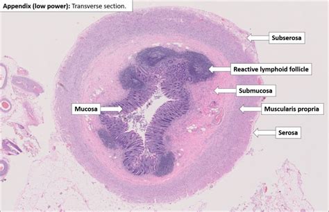 Appendix – Normal Histology – NUS Pathweb :: NUS Pathweb