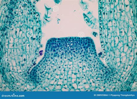 Plant Tissues Under the Microscope in the Laboratory. Stock Photo ...