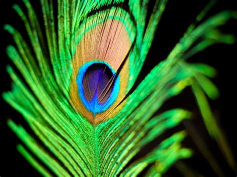 wallpapers: Peacock Feathers Wallpapers