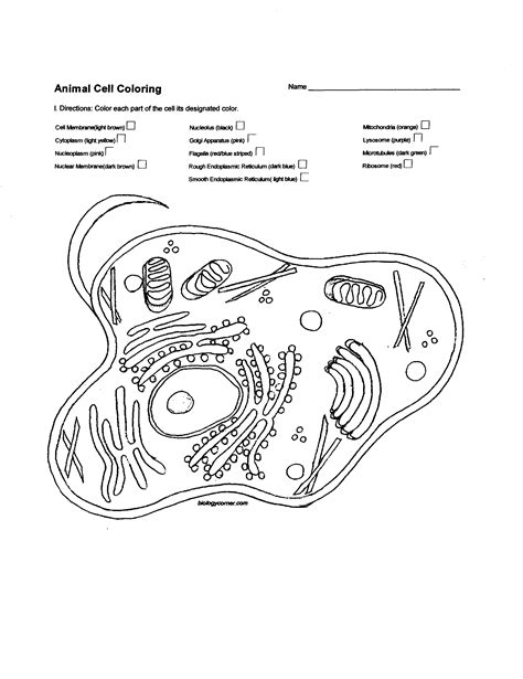 Plant Cell Drawing at GetDrawings | Free download