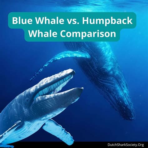 Shark Vs Blue Whale