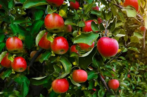 9 Best Fruit Garden Ideas to Trade for Store Bought