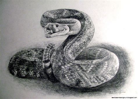 Realistic Snake Drawing at PaintingValley.com | Explore collection of ...