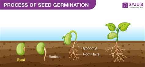 Seed Germination Diagram For Kids