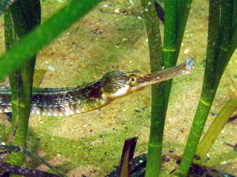 Greater pipefish - COAST