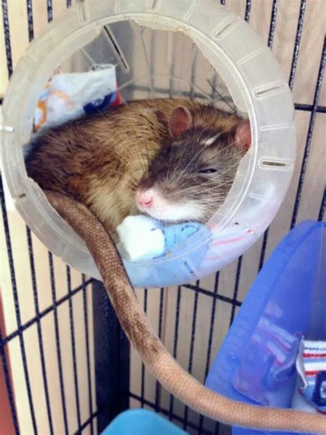 50 best Pet rat cage ideas images on Pinterest | Pet rats, Pet rat ...