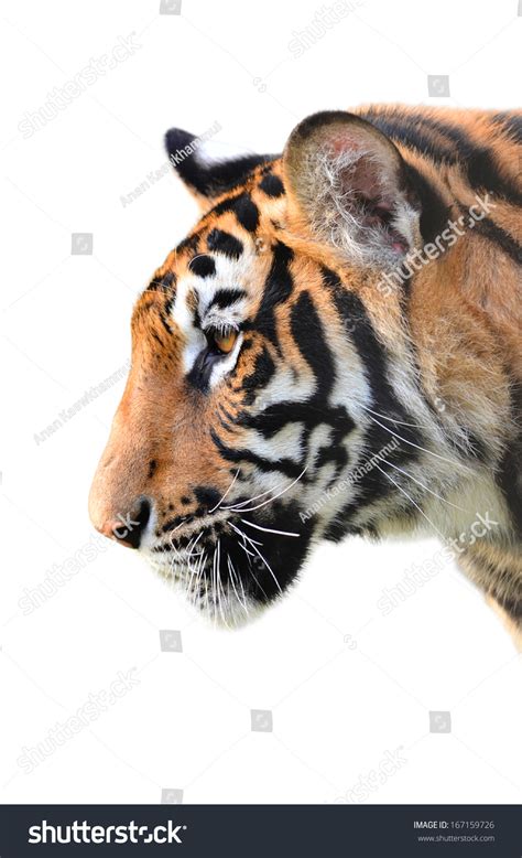 Tiger Head Isolated On White Background Stock Photo 167159726 ...