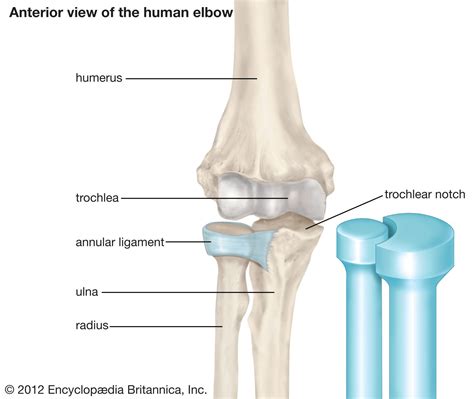 Pivot joint | Definition, Examples, Function, & Facts | Britannica