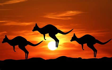 Kangaroo Sunset Silhouette | Kangaroo art, Silhouette art, Sunset ...