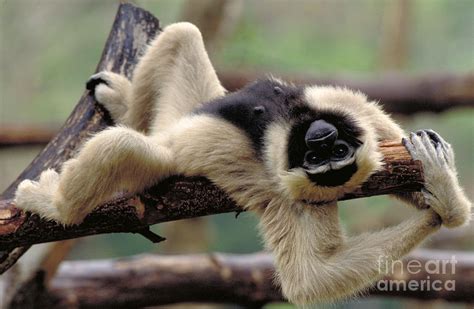 Pileated Gibbon Photograph by Art Wolfe