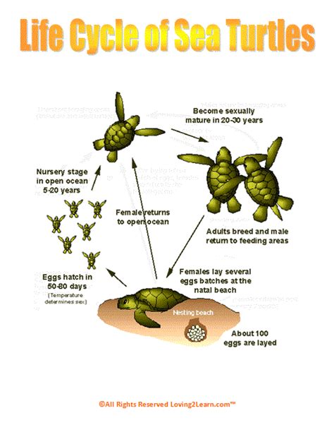 Super Subjects - super Science - Life Science - Life Cycles - Sea ...