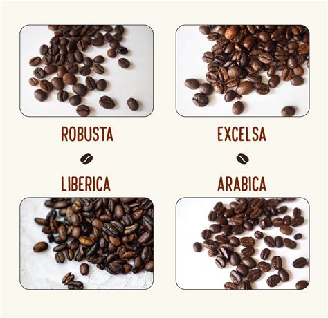 What Are The Different Types Of Coffee Beans | Images and Photos finder