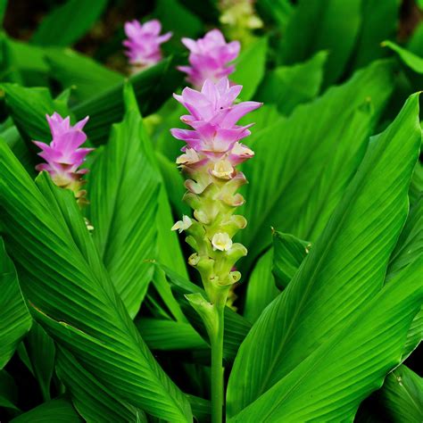 Curcuma Longa | Turmeric Root | Flowering Ginger Curcuma Longa Rhizomes ...