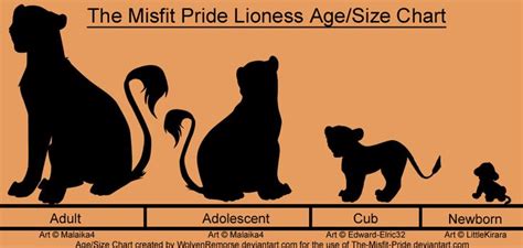 Lioness Age-Size Chart | Lion life cycle, Newborn art, Lioness