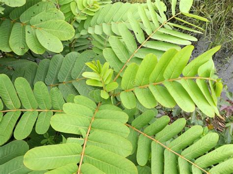 The Leaves of Senna Alata, a Medicinal Tree and Ornamental Flowering ...