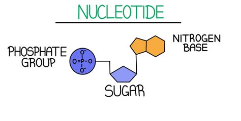 DNA Structure — Overview & Diagrams - Expii