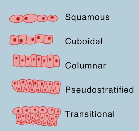 Cuboidal Epithelial Tissue Diagram