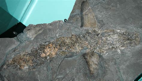 Cladoselache Fossil