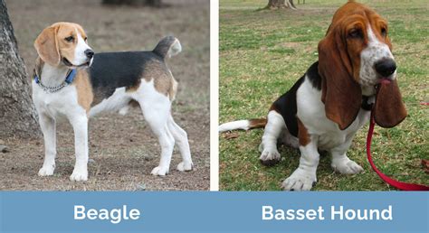 Beagle vs Basset Hound: Detailed Comparison (With Pictures) | Hepper