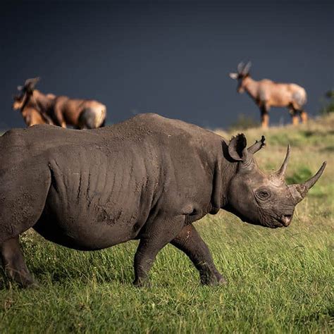 Wildlife in Serengeti National Park - Tanzania