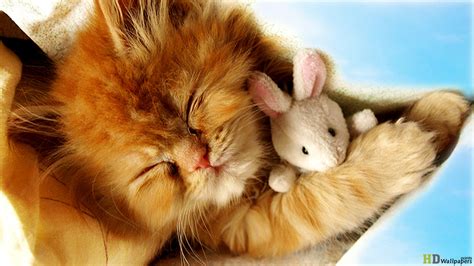 Cute Baby Kittens wallpaper | 1366x768 | #45950