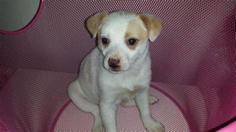 Jack chi puppies for Sale in Richmond, Virginia Classified ...