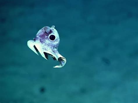 Incredible images of undiscovered deep sea creatures released after ...