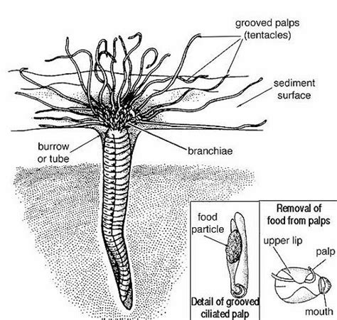 Tube Worms ~ New Jersey Scuba Diving