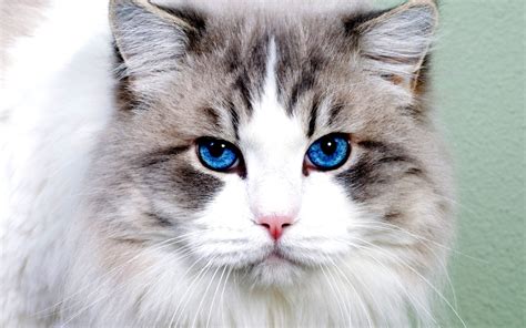 Download Blue Eyes Animal Cat HD Wallpaper