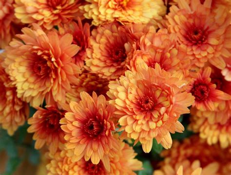 GARDEN MUMS -- RUST-COLORED AND BEAUTIFUL FOR THE FALL - Sowing the Seeds