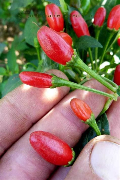 Chiltepin Pepper - Heirloom Seeds, Vegetable Seeds - Sustainable Seed ...