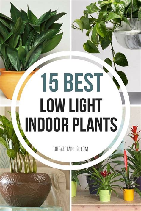 Easy Low Light Indoor Plants - JamesDrakes