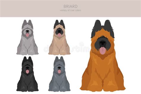 Briard Dog Clipart. All Coat Colors Set. Different Position Stock ...