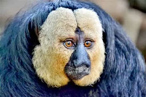 19 Animals With Hilarious Hairstyles (and 3 with UGLY hair) – AnimalHow.com