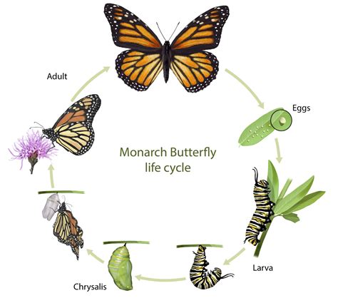 Monarch butterfly | Life Cycle, Caterpillar, Migration, Endangered ...