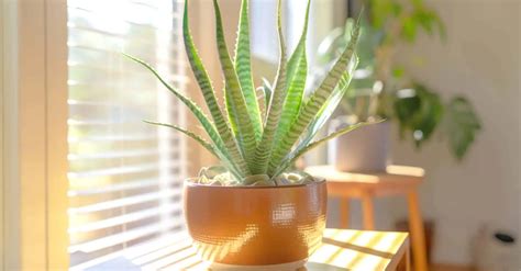 Can Aloe Vera Plants Thrive in Direct Sunlight? - Snappy Living