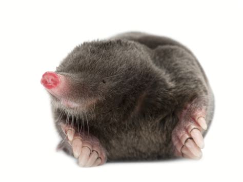 20 Things You Didn't Know About Moles | Discover Magazine