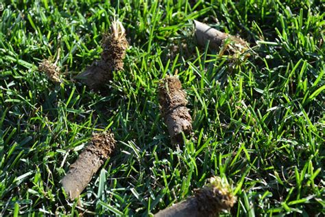 Eco_Turf_Lawn-Aeration | EcoTurf of Northern Colorado