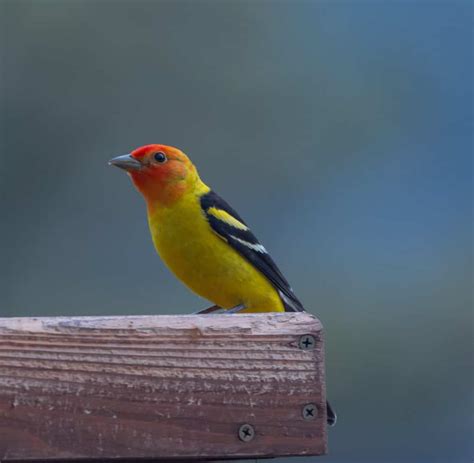 Western Tanager | On The Feeder