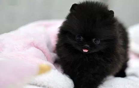 Teacup Pomeranian Breeders | Teacup Pomeranian