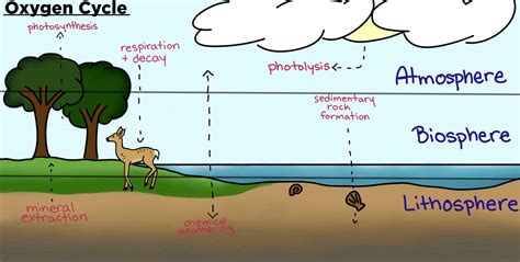 [DIAGRAM] Carbon Oxygen Cycle Diagram - MYDIAGRAM.ONLINE