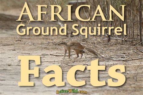 African Ground Squirrel Facts: Discover Species In The Genus Xerus