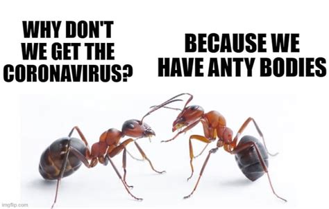 Ant memes : r/ants