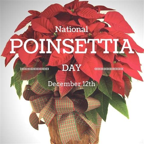 Celebrating National Poinsettia Day on December 12th - Enchanted ...