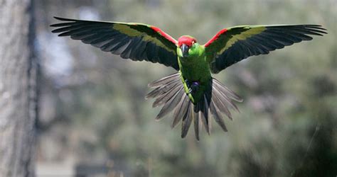 North America's Endangered Birds | HubPages