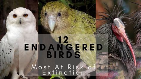 Endangered Birds List