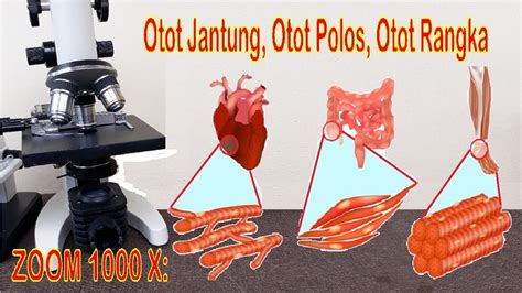 Otot Jantung, Otot Rangka dan Otot Polos (Zoom 1000 X Mikroskop) - YouTube